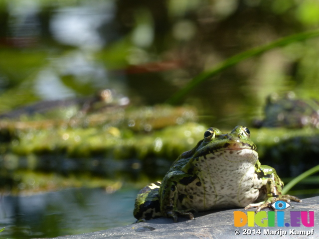 FZ008175 Marsh frog (Pelophylax ridibundus) on ledge